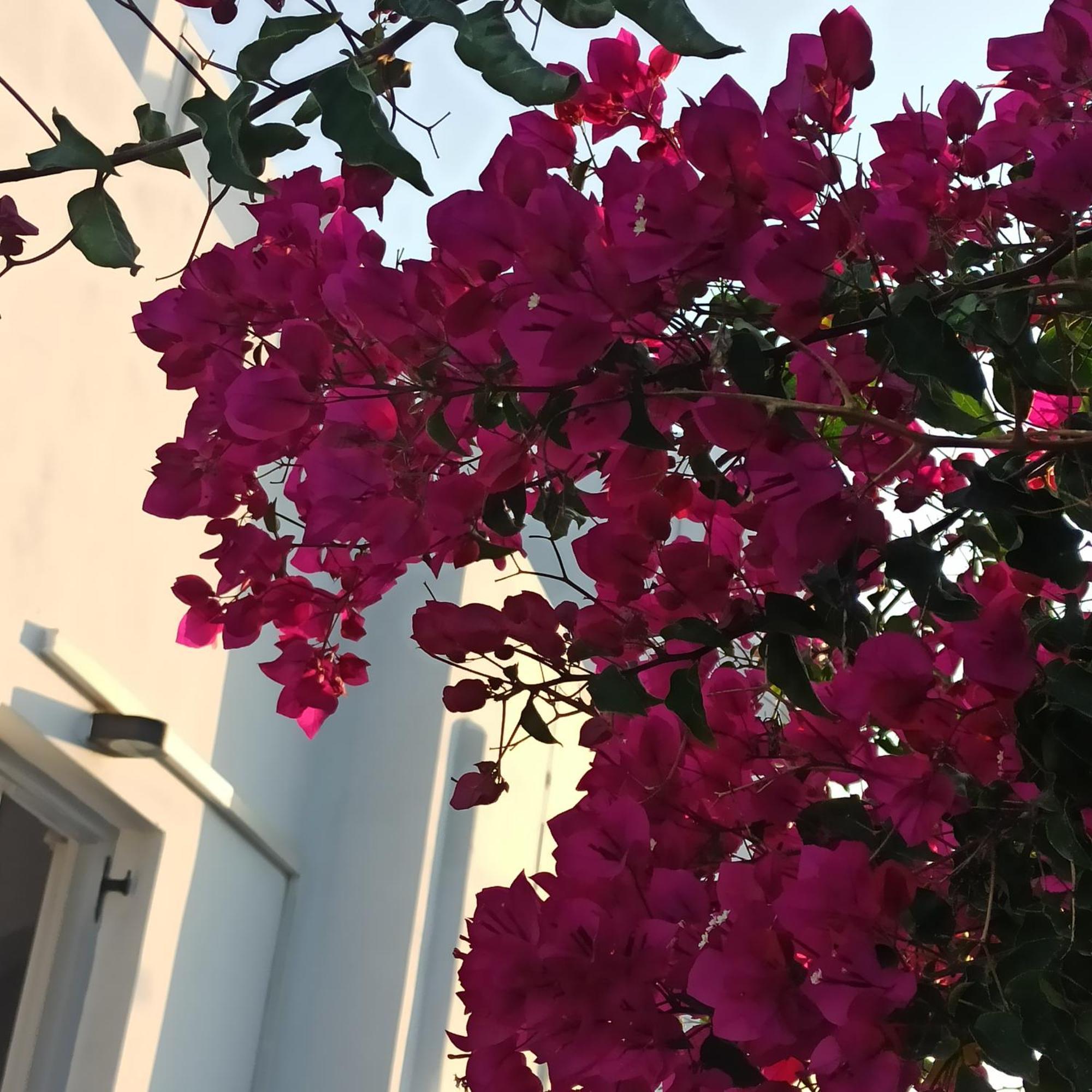 Isalos Paros ناوسا المظهر الخارجي الصورة
